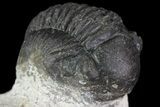 Bargain, Gerastos Trilobite Fossil - Morocco #68661-3